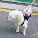 짱아슈퍼