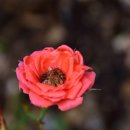 꽃봉우리 이미지