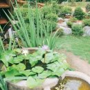 아라애견 이미지