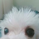 구름이 이미지