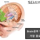 뇌의 공부의 해김 부위 네가지와 가장 중요한 기능 이미지