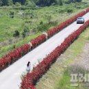 장미꽃길 2 이미지