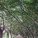 🔸🔸벚꽃 터널 20리 자연을 따라 가는 길 ... &amp; 황신혜씨도 인정한 조우의 맛집 탐방 26. 04. 05(일) 11시🔸🔸 이미지