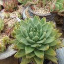 동운농장 이미지