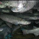 남해횟집수산 이미지