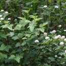 국수나무? 이미지