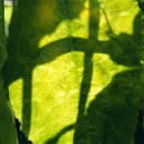 시청엔약국 이미지