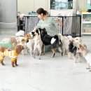 나라라펫 | 나라라펫 직접 보니 분리된 공간이 깔끔했어요