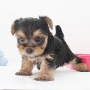 스틸블루 애견샵 이미지