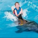 돌핀 이미지