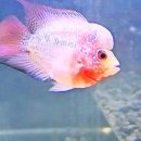 레드플라워(RED FLOWER) 이미지