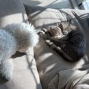 강아지와 고양이 | 10년을 혼자 살던 고양이, 3개월 강아지와 합사한 현실 후기