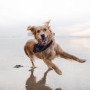 웃는강아지 이미지