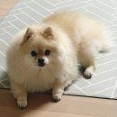 본 동물메디컬센터 외과동물병원 | 대구 신월성 오동물병원 급하게 찾다 발견한 응급가능병원