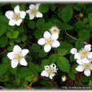 로하스웰빙 이미지