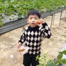응골농장 매일경제