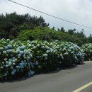 종달리수국길 이미지