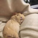 흠