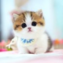 강남고양이 분양 히어로펫 | 먼치킨고양이분양 고민하다 방문한 캣프렌즈