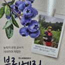 책. 블루베리핵심재배기술