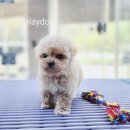 플레이독 파주본점 | 파주강아지분양 플레이독 파주본점 믿고 맡길 수 있었던 분양 후기