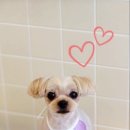 리틀레이첼 이미지