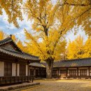 청라면사무소 | 2km 황금빛 은행나무 터널, 청라 은행마을 가을 여행과 축제 즐기기