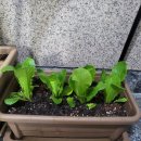 (봄맞이) 홈가드닝 | 봄맞이 집 복도에서 상추 키우기 2주차 후기.복도에 홈가드닝.