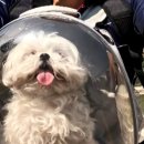 살랑살랑 이미지