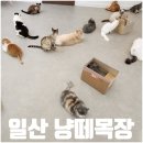 냥떼목장 이미지