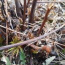 구주령 산채농원 이미지