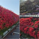 섬진강변 철쭉길 | 곡성 섬진강변, 봄빛 물든 철쭉 물결...관광객 발길 유혹 / 지리산고향뉴스