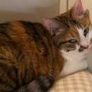 애드펫동물병원 이미지