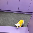 휘게 펫케어 이미지