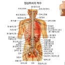 경추 흉추 요추 이상시 병명 이미지