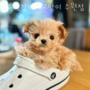 독스캣 강아지고양이 수원점 이미지