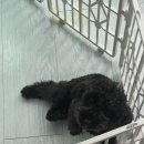 김해 강아지분양 두부네 하루 이미지