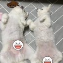오마이멍멍 | 일상기록 ✨ 청주강아지유치원 오마이멍멍 청주개린이집 청주반려견 청주애견