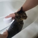 펫샤워 | 고양이 강아지 드라이룸 렌탈, 목욕 샤워 후 페페 펫드라이룸 후기