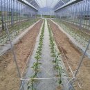 인하농장 이미지