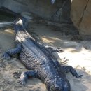 인도 가비알 악어 (Gharial ; Gavialis gangeticus) 이미지