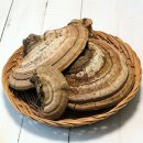 잔나비 걸상(불로초) 버섯(Artist's conk fungus) vs 말굽 버섯(Horseshoe fungus) 이미지