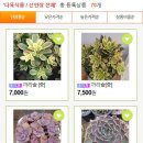 꽃뜰여행