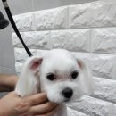 사랑해줄개 애견샵 이미지