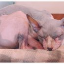 순복이네 스핑크스 이미지