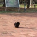 엘리시안퍼피 이미지