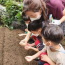 🌱텃밭활동 - 배추, 무 씨 뿌리기🌱 이미지