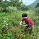 배준농장 이미지