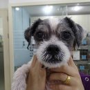 아랑동물병원 이미지