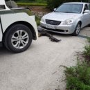 정상점기아오토큐 이미지